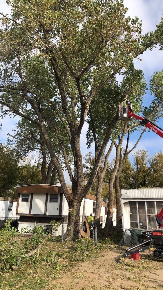 Gallery Image: ABC Tree Service