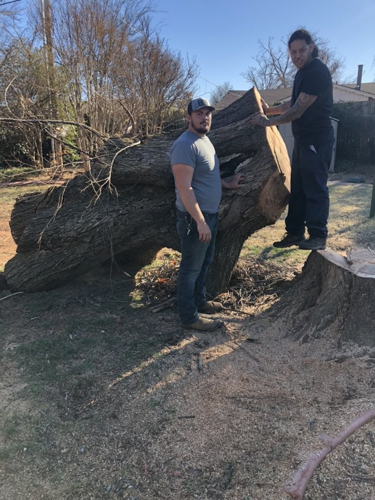 Gallery Image: ABC Tree Service