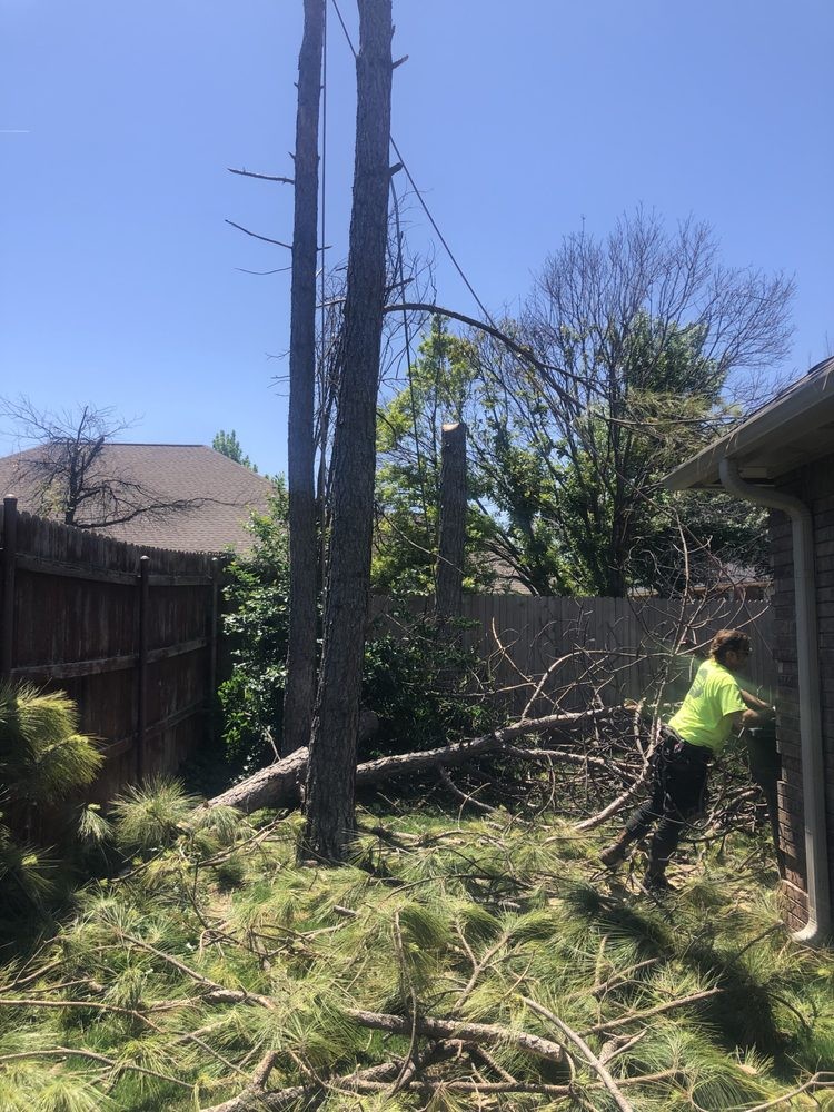 Gallery Image: ABC Tree Service