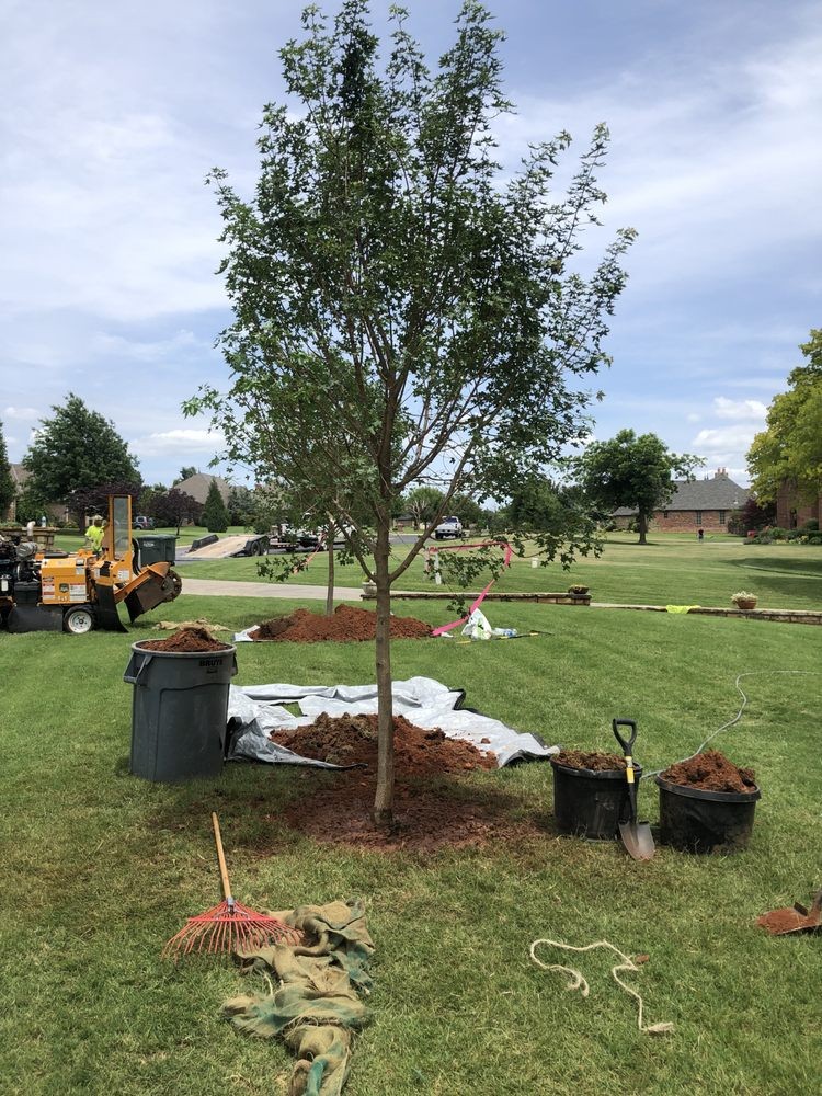 Gallery Image: ABC Tree Service